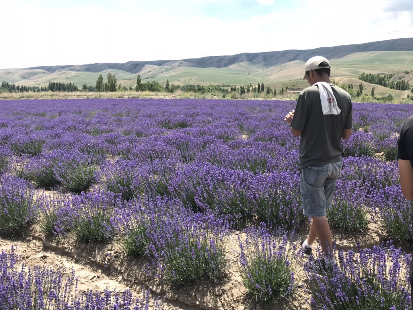 0-lavender planting base.jpg