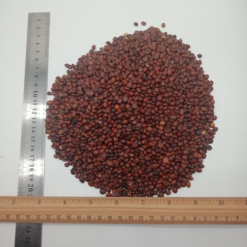 2032 Spina Date Seed (6).jpg