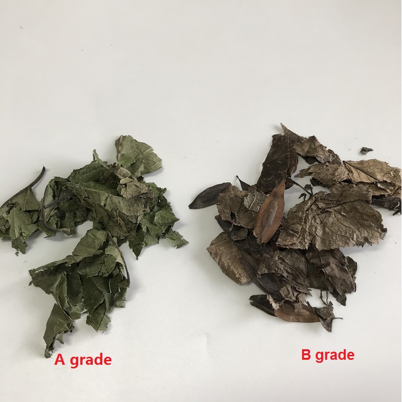 5031 Eucommia Leaves (2).jpg