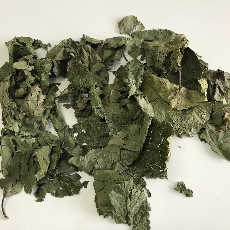 5031 Eucommia Leaves (3).jpg