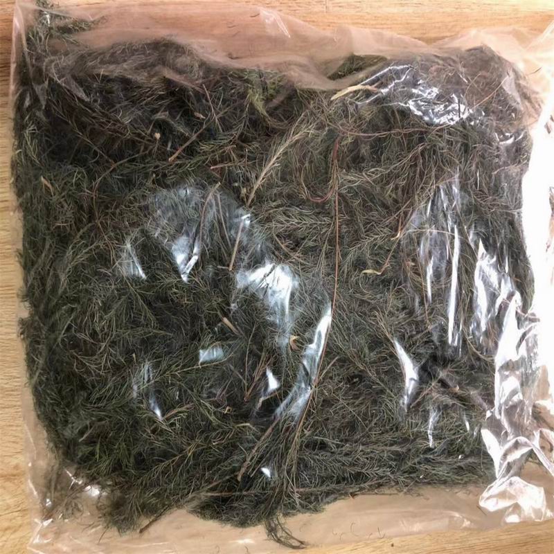 调整大小 5042 Melaleuca Alternifolia(1).jpg