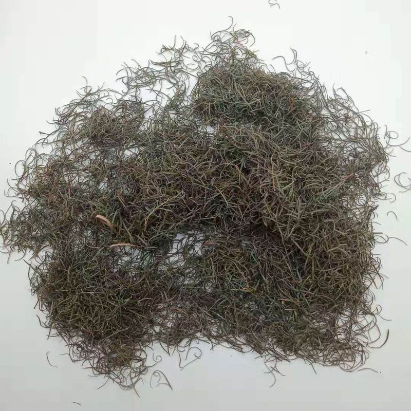 调整大小 5042 Melaleuca Alternifolia leaf(1).jpg