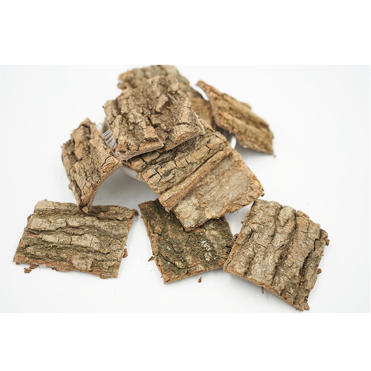 Eucommia ulmoides (4).jpg