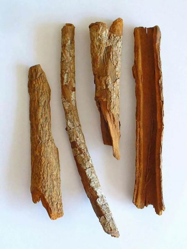 调整大小 Bark for malaria0.jpg