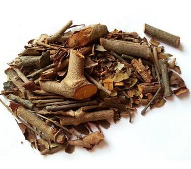 parasitic loranthus (5).jpg