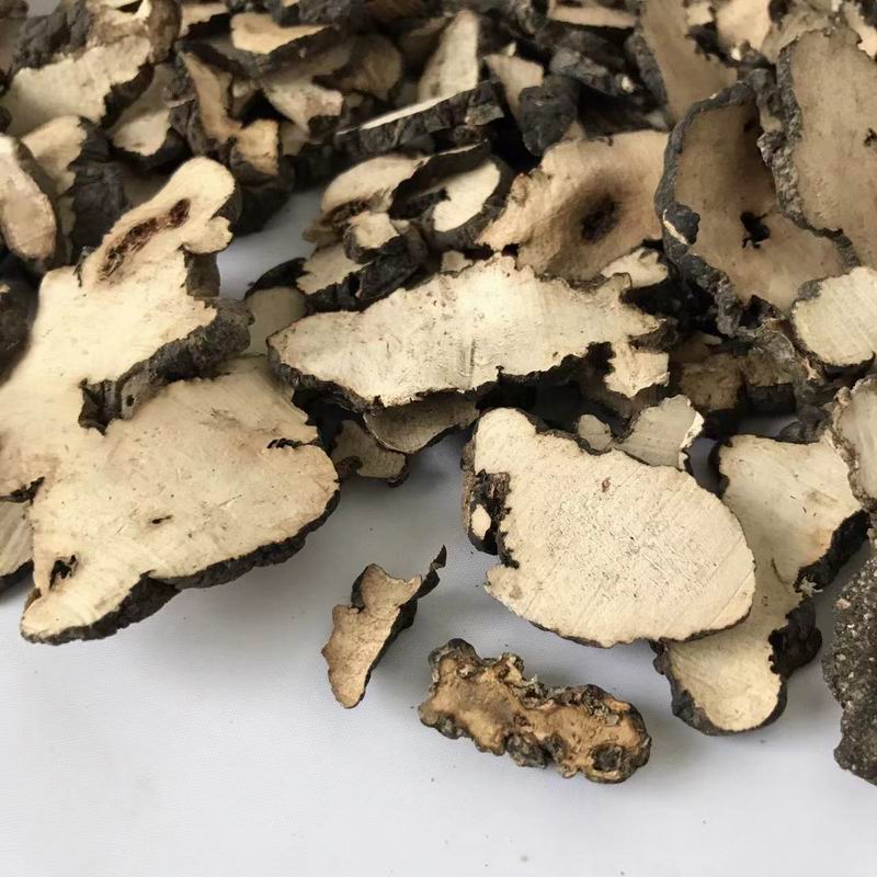 调整大小 9002 Polyporus umbellatus (7).jpg