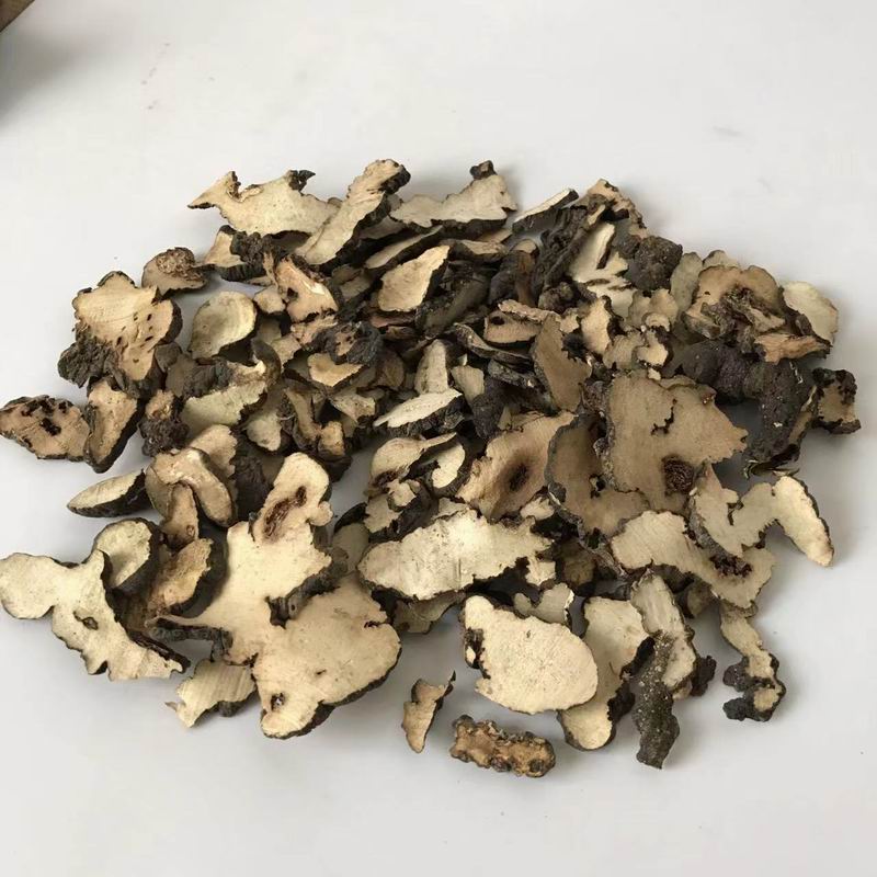 调整大小 9002 Polyporus umbellatus (6).jpg