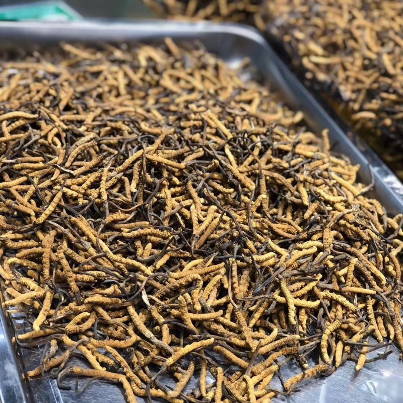 9006 Cordyceps sinensis (1).jpg