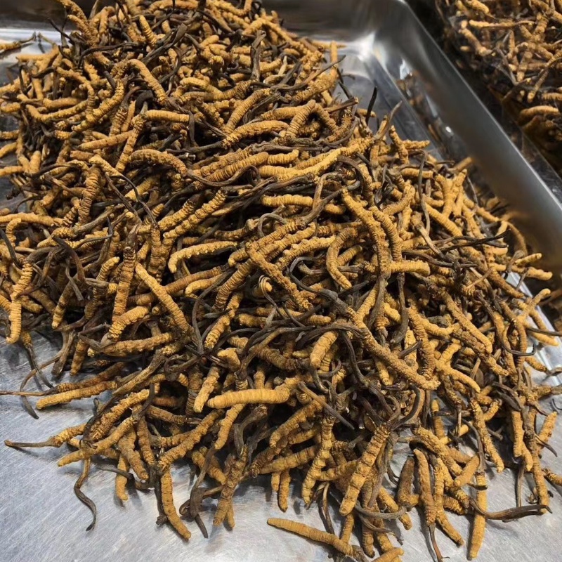 9006 Cordyceps sinensis (2).jpg