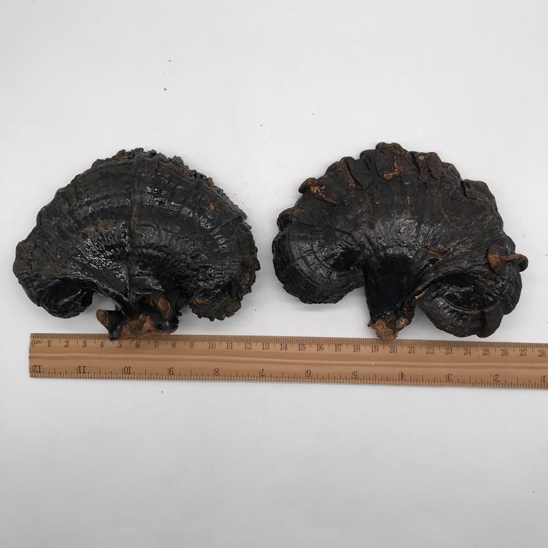 调整大小 9011 ganoderma  (1).JPG