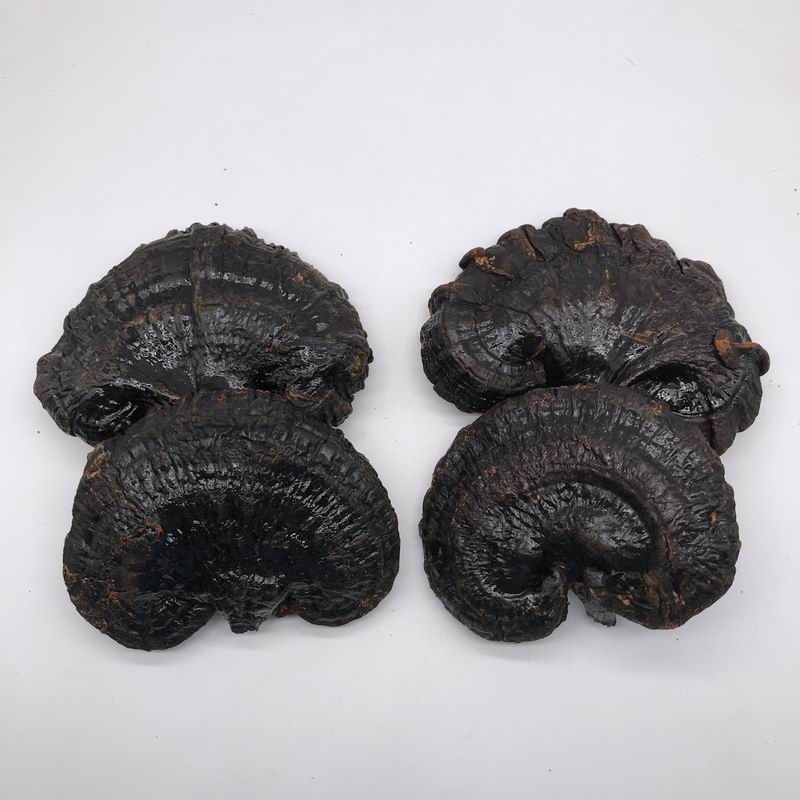 调整大小 9011 ganoderma  (2).JPG