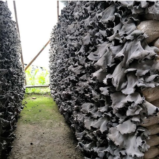 9021 white back fungus (2).jpg