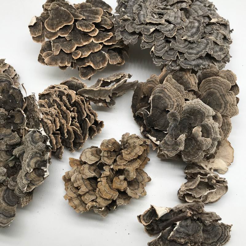调整大小 9022 Coriolus Versicolor (6).JPG