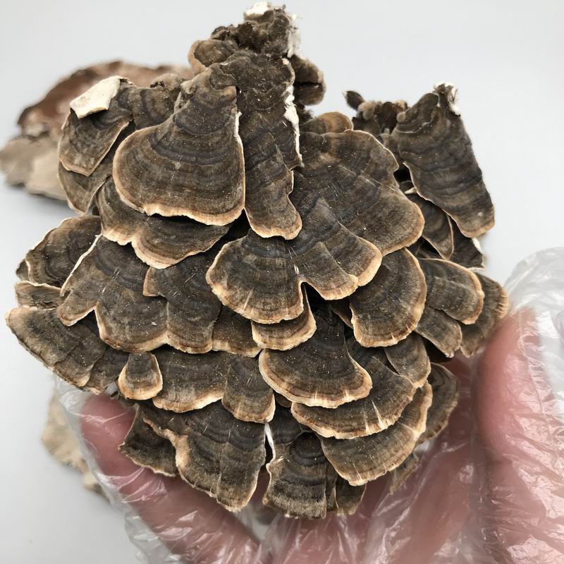 调整大小 9022 Coriolus Versicolor (4).JPG