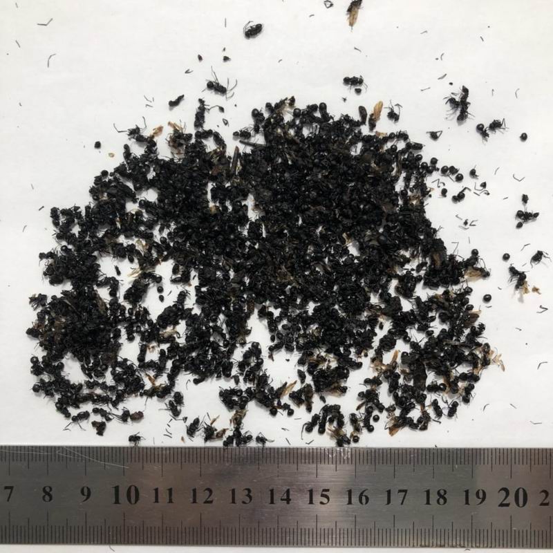 调整大小 10002 Black ant (11).jpg
