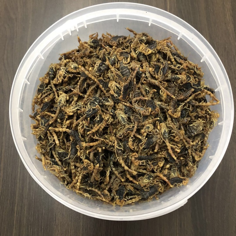 dry scorpion (2).jpg