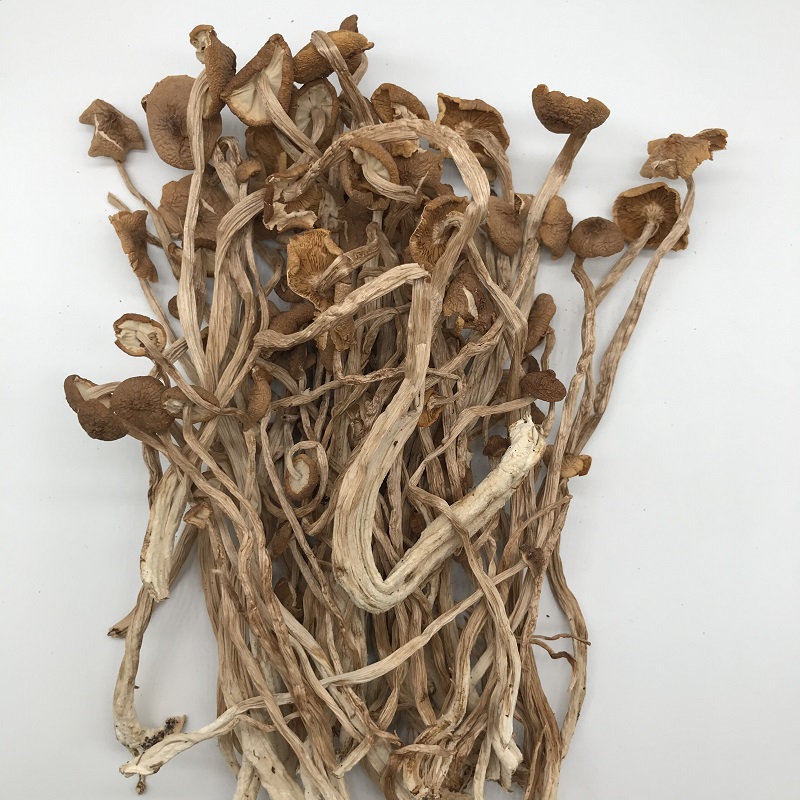 agrocybe cylindracea.jpg