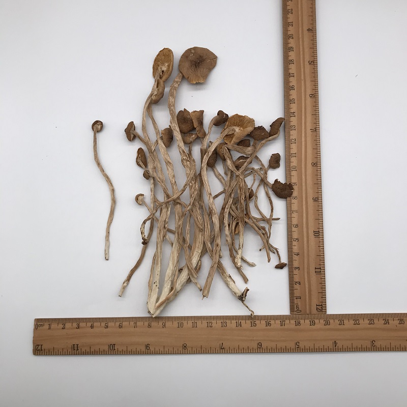 agrocybe cylindracea (3).jpg