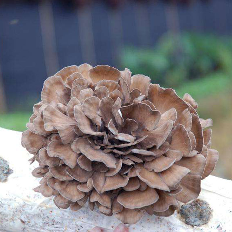 Grifola frondosa (7).jpg