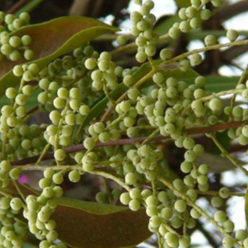 L011 Embelia ribes (2).jpg