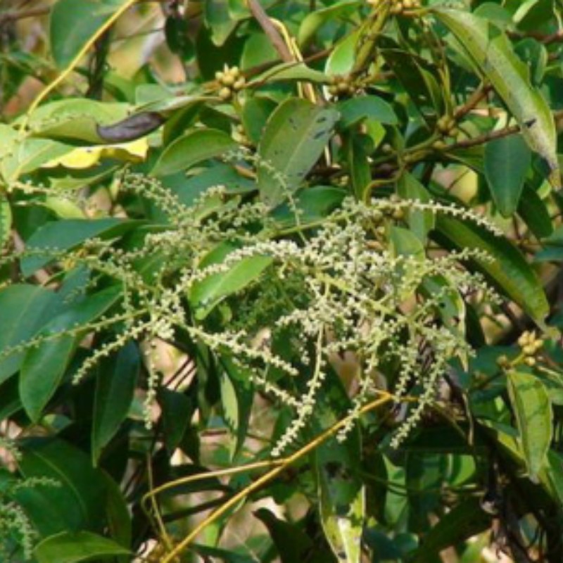 L011 Embelia ribes (3).jpg