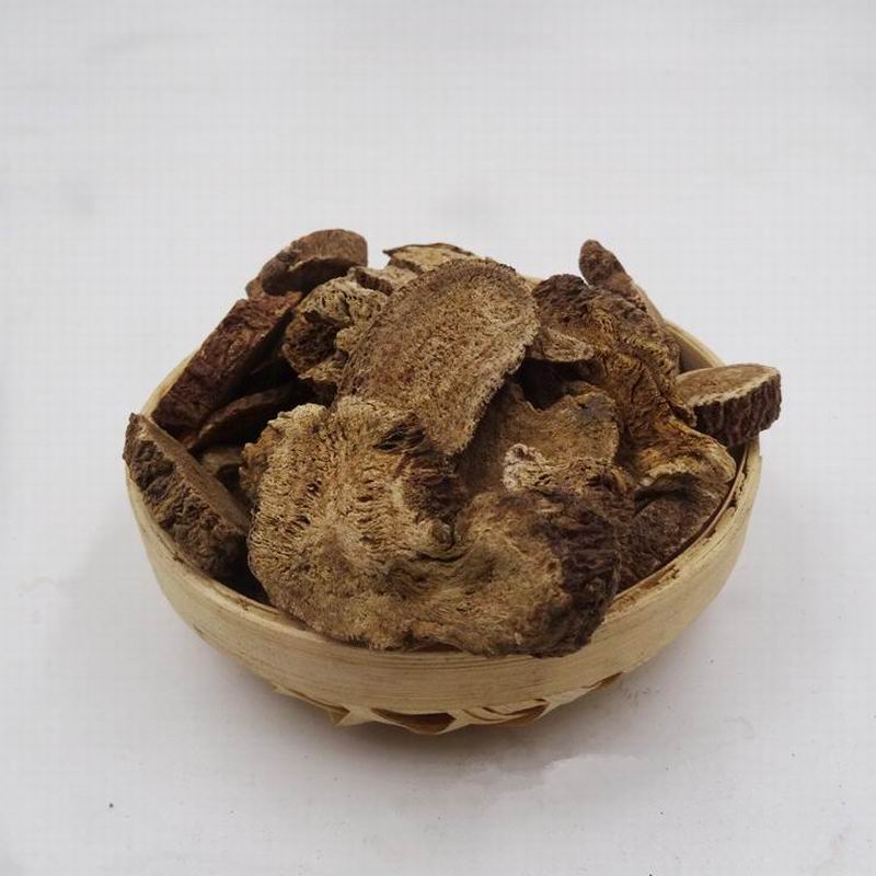 Aplotaxis auriculata (6).jpg Aplotaxis auriculata (6).jpg