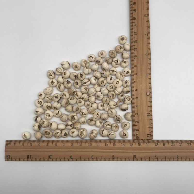 1087 fritillary bulb (4).jpg 1087 fritillary bulb (4).jpg