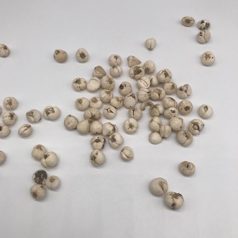 1087 fritillary bulb (2).jpg 1087 fritillary bulb (2).jpg