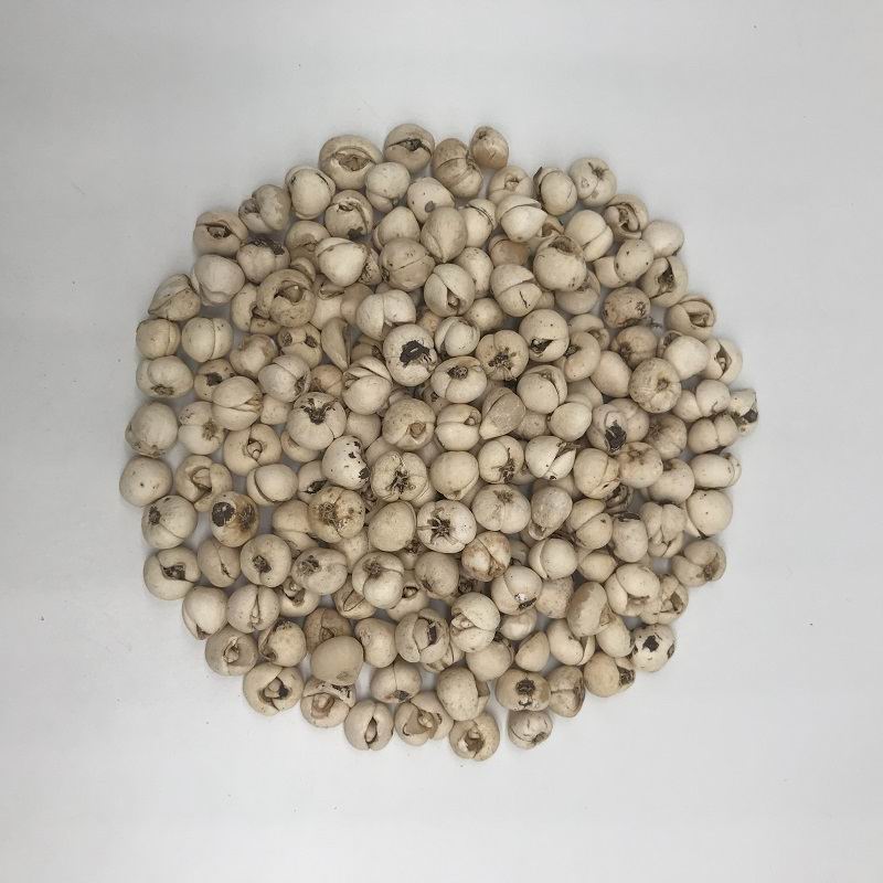 1087 fritillary bulb (5).jpg 1087 fritillary bulb (5).jpg