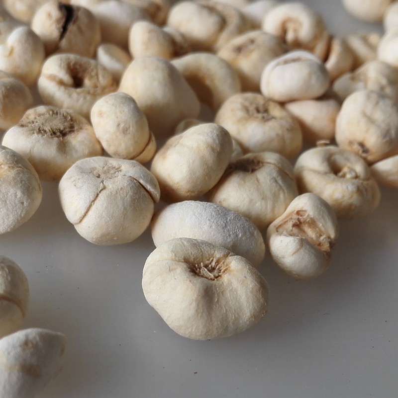 fritillary bulb (1).jpg fritillary bulb (1).jpg