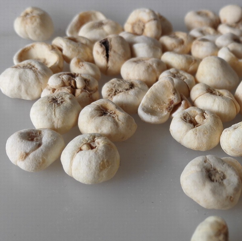 fritillary bulb (3).jpg fritillary bulb (3).jpg