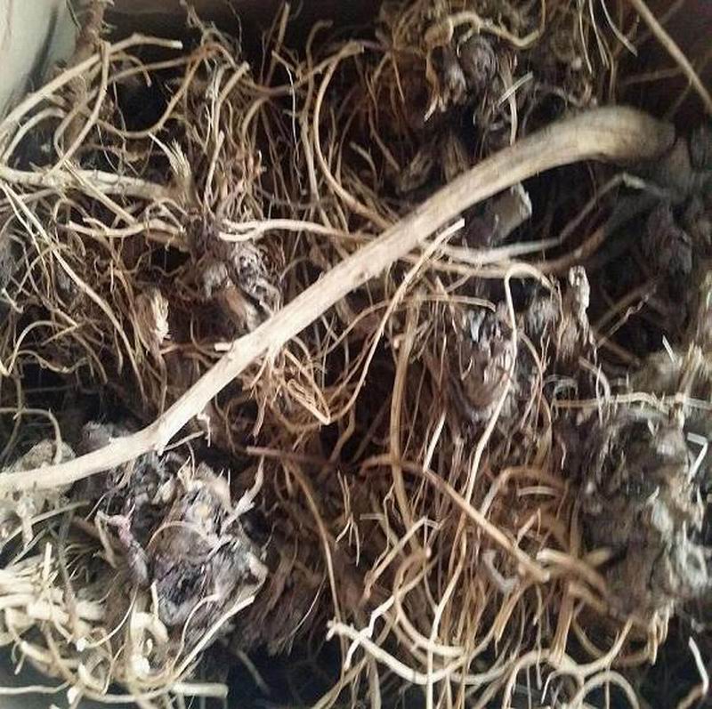 1101 Echinacea Root (22).jpg 1101 Echinacea Root (22).jpg