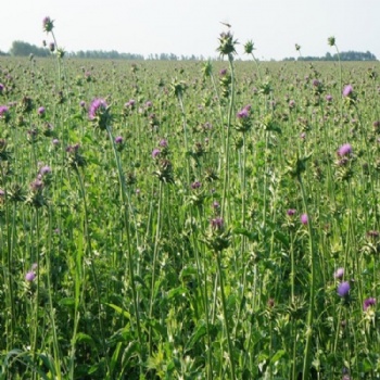 milk thistle seed