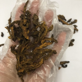 Coptis chinensis