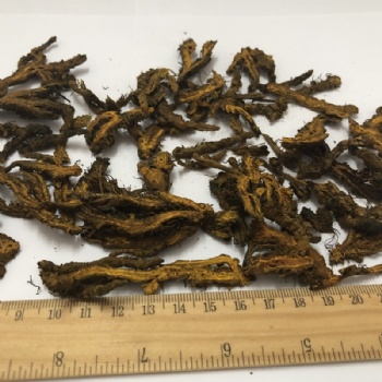 Coptis chinensis