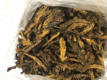 Coptis chinensis