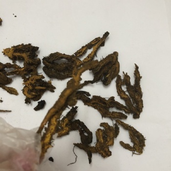 Coptis chinensis