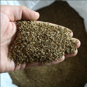 selinum japenious seed