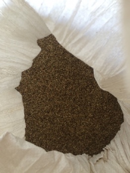 selinum japenious seed