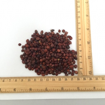 SEED OF WILD JUJUBE