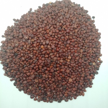 SEED OF WILD JUJUBE