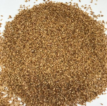 cedar seed