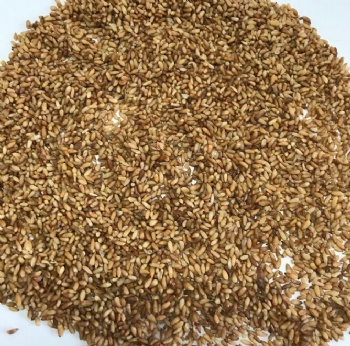 cedar seed