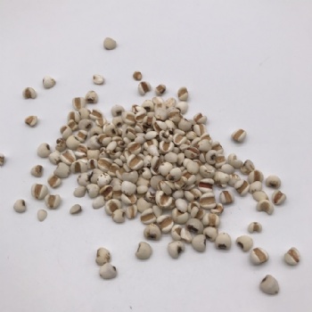 coix seed