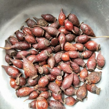 fructus rosae laevigatae
