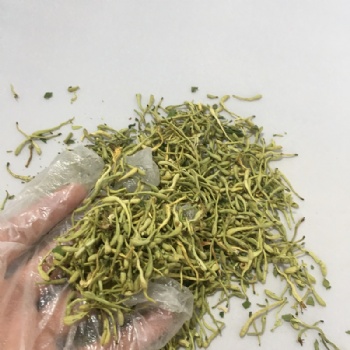 Honeysuckle