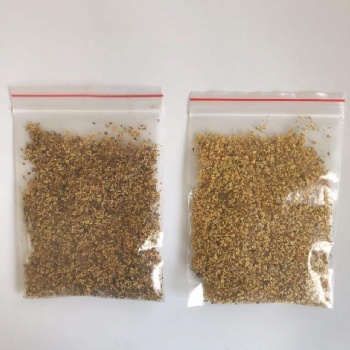 Osmanthus