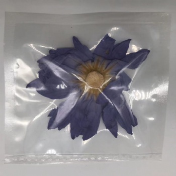 Blue lotus flower