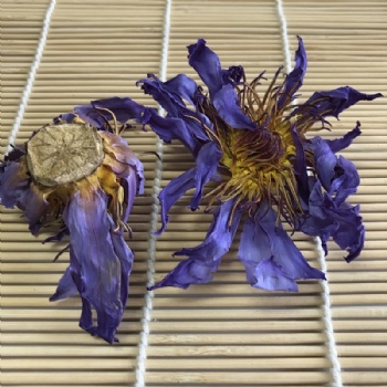 Blue lotus flower