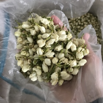 Jasmine buds